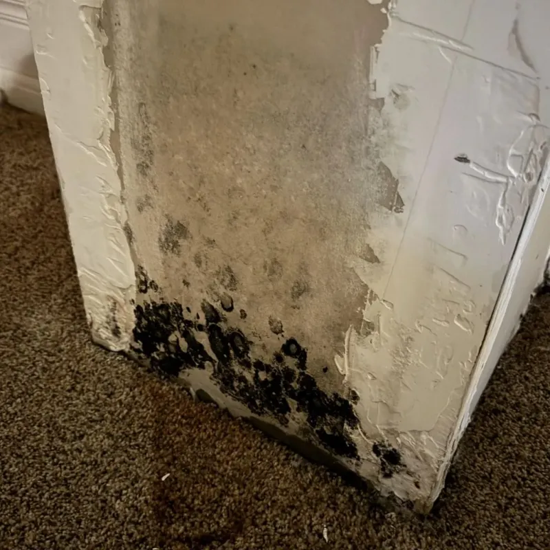 Professional Mold Removal in West Rancho Dominguez, CA